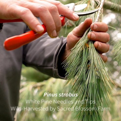 White Pine Needle Tea, Wild-Harvested in Wisconsin | 6.0 oz | 85 Servings | Loose Leaf | Herbal Tea & Medicinal Herbs | Regenerative Farming | Single Source | Pinus strobus