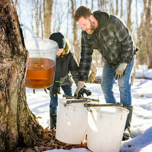 LOYIM 3 Sets Maple Syrup Tapping Kit Maple Sugar Starter Kit Included 3 Buckets with Lid, 3 Metal Maples Syrup Taps, 3 Maples Syrups Filters, 1 Syrups Tube 1 Cleaning Brush for Spiles (Clear)