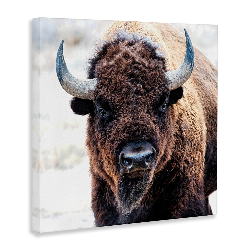 Stupell Industries 'American Bison Photography'| Canvas Art