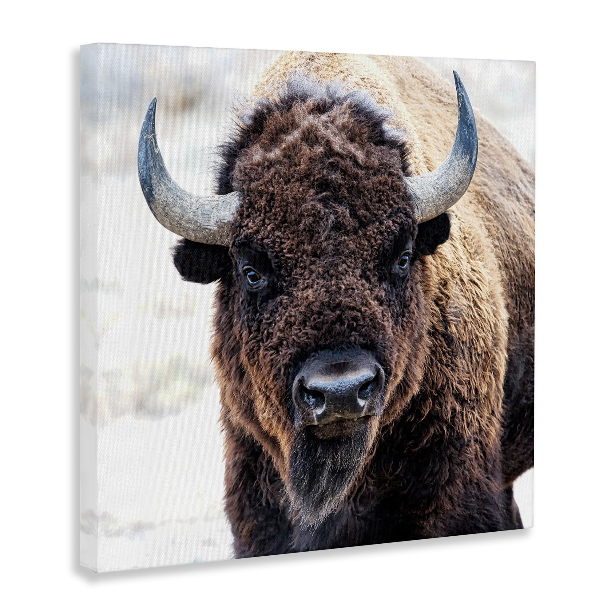 Stupell Industries 'American Bison Photography'| Canvas Art