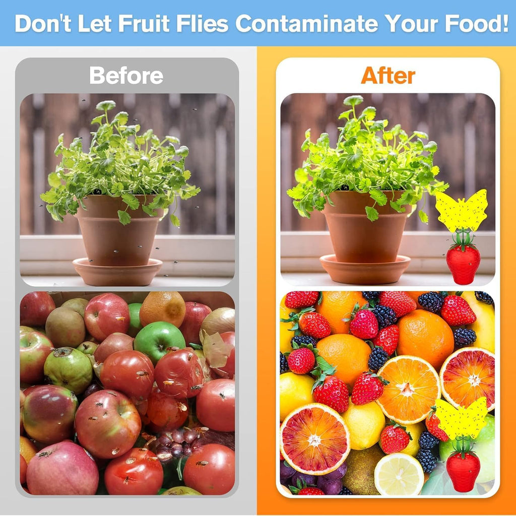 Skiennix Fruit Fly Traps - Effective Indoor Gnat Killer | Safe for Pets & People, Durable Sticky Design