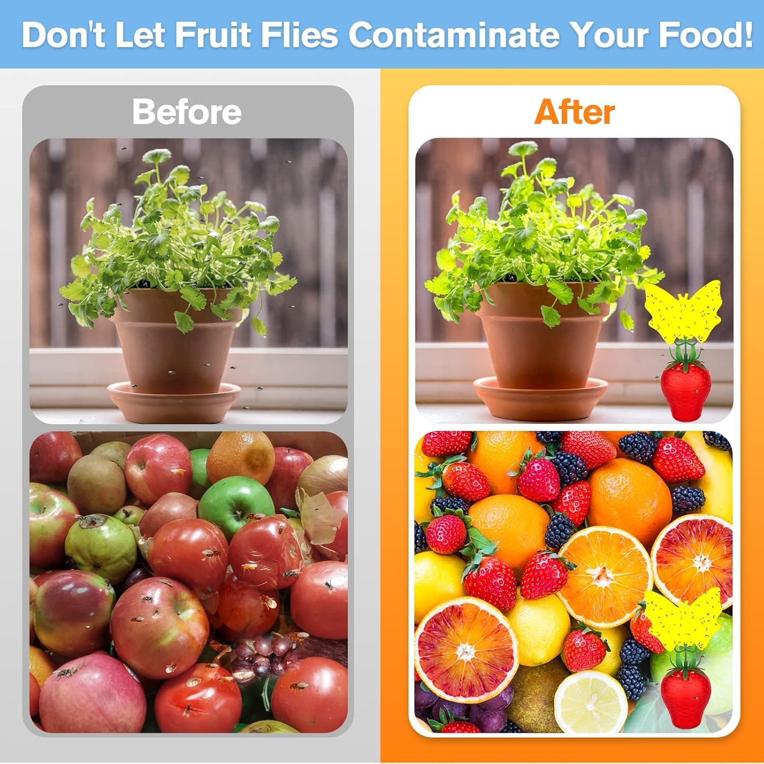 Skiennix Fruit Fly Traps - Effective Indoor Gnat Killer | Safe for Pets & People, Durable Sticky Design