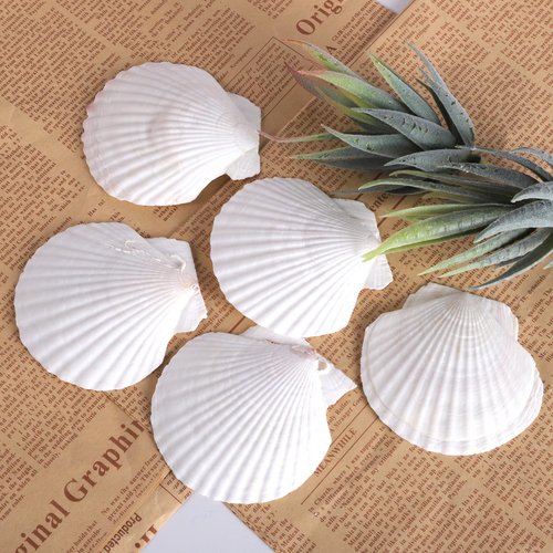 30 PCS 3 Inch Natural White Scallop Shells Sea Shells for DIY Craft Home Décor