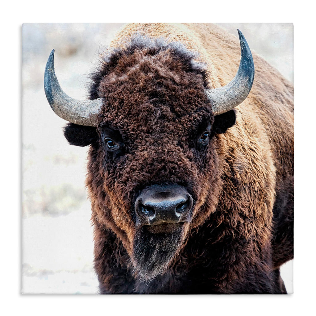 Stupell Industries 'American Bison Photography'| Canvas Art