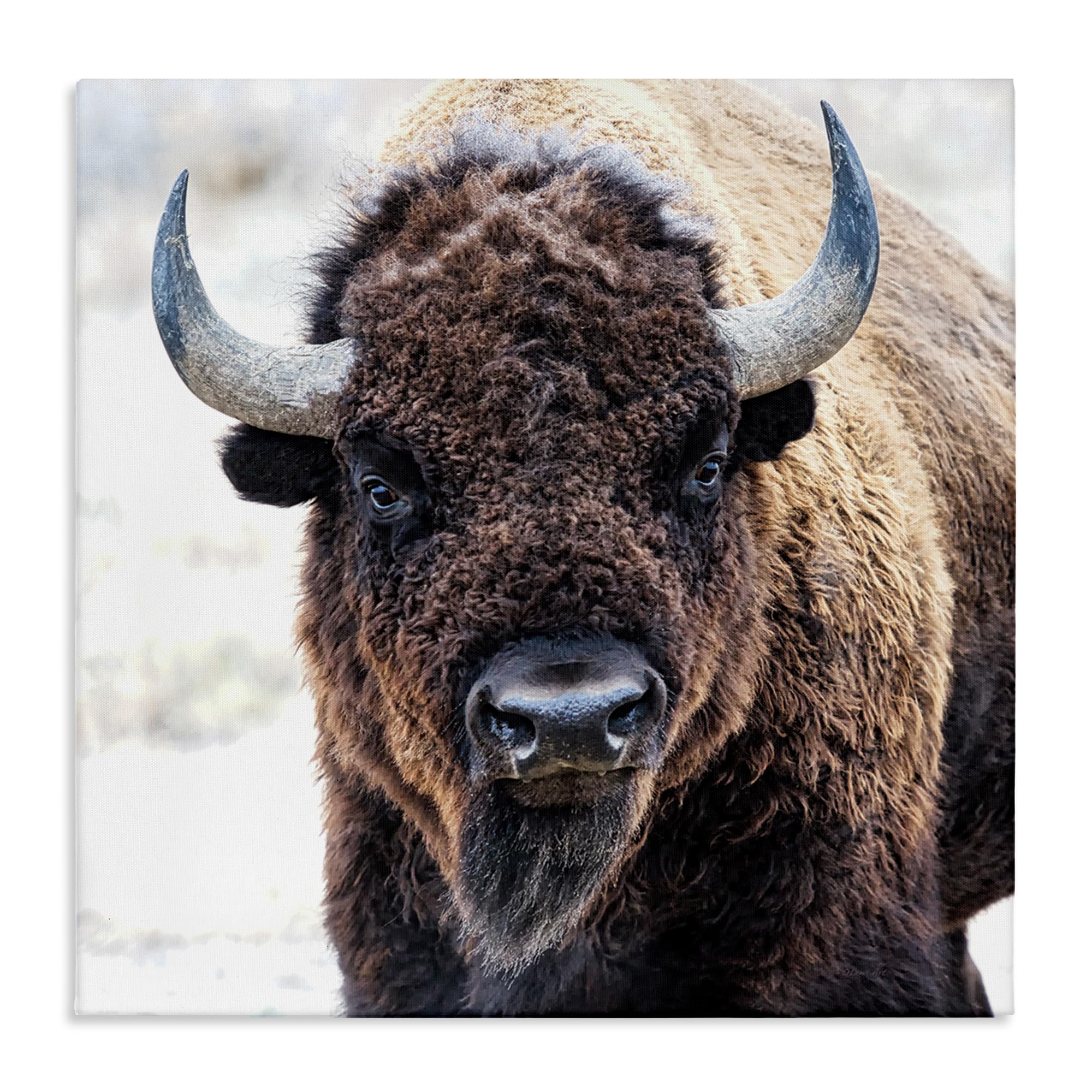 Stupell Industries 'American Bison Photography'| Canvas Art