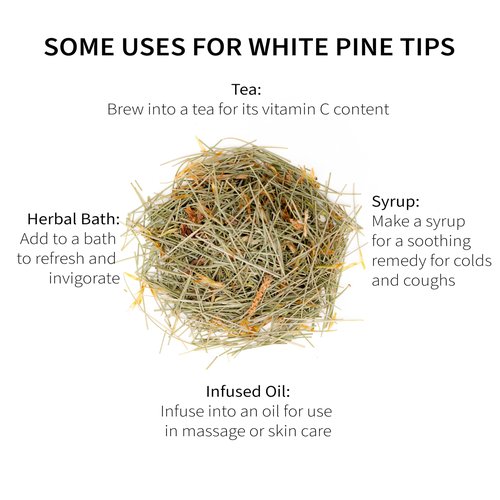 White Pine Needle Tea, Wild-Harvested in Wisconsin | 6.0 oz | 85 Servings | Loose Leaf | Herbal Tea & Medicinal Herbs | Regenerative Farming | Single Source | Pinus strobus