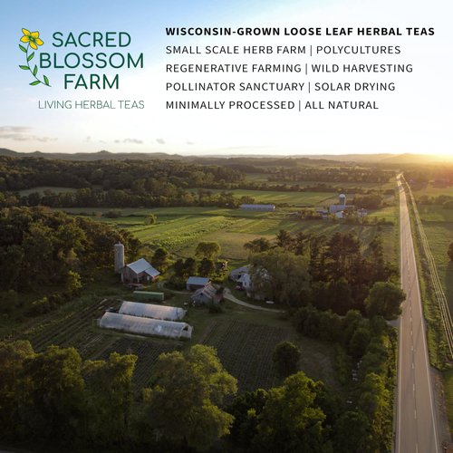 White Pine Needle Tea, Wild-Harvested in Wisconsin | 6.0 oz | 85 Servings | Loose Leaf | Herbal Tea & Medicinal Herbs | Regenerative Farming | Single Source | Pinus strobus