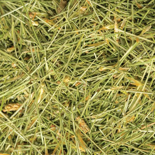 White Pine Needle Tea, Wild-Harvested in Wisconsin | 6.0 oz | 85 Servings | Loose Leaf | Herbal Tea & Medicinal Herbs | Regenerative Farming | Single Source | Pinus strobus