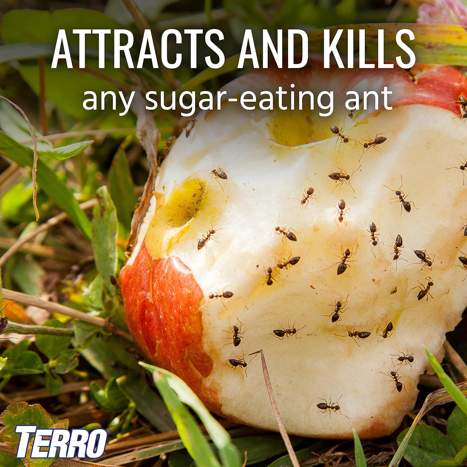 Terro T1812 Outdoor Ant Baits - Effective Liquid Formula, 6 Pack for Pest Control