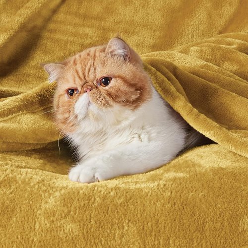 Bedsure GentleSoft Fleece Throw Blanket - XL Yellow 300GSM Plush Cozy Blanket for Bed, Sofa & Travel | 50x70 Inches