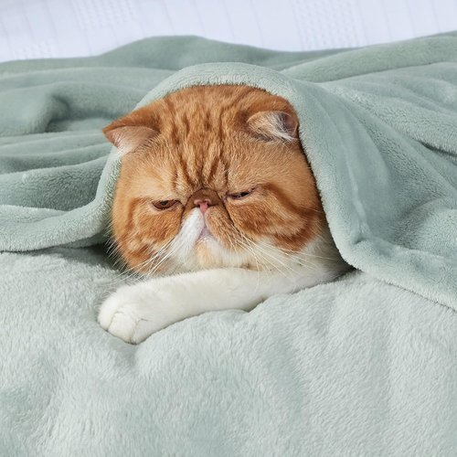 Bedsure GentleSoft Fleece Bed Blanket - Soft, Lightweight, Cozy Sage Green Microfiber, 84x90 Inches