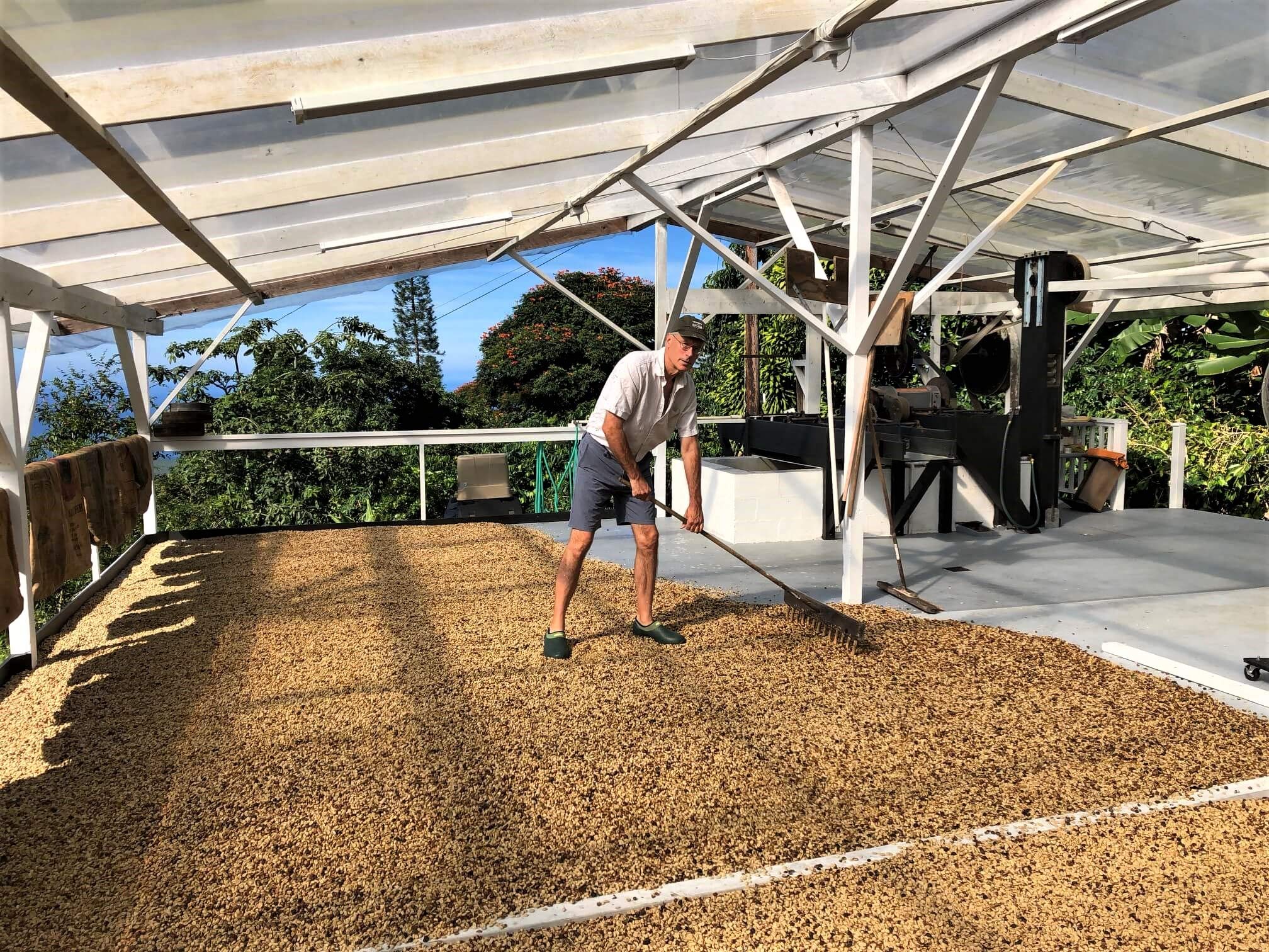 100% Kona Coffee – GROUND, Medium roast, Single estate gourmet coffee, 16 ounces, Farm fresh roasted from Domain Kona Coffee