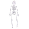 Darzheoy 11.5-Inch Halloween Skeleton Decoration - C Variation