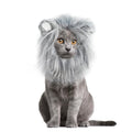 Grey Lion Mane Wig for Cats - Small Size Halloween & Christmas Costume Accessory