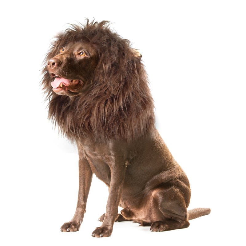Dog Lion Mane Costume for Medium to Large Dogs - Coffee, Size M