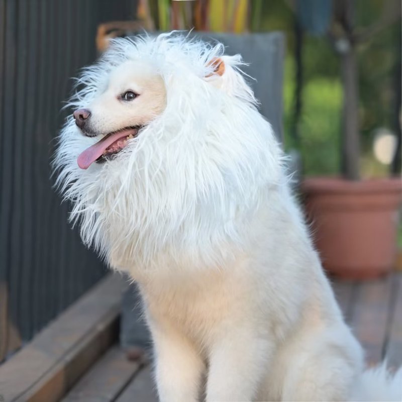 Lion Mane Wig for Dogs - Funny Pet Costume for Medium to Large Dogs - White, Size M