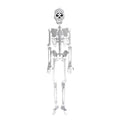 Luminous Skeleton Halloween Prop Full Body Bones with Movable Joints - Indoor Outdoor Decor