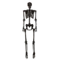 Poseable Black Skeleton Halloween Decoration - 5 Feet Tall, Adjustable Joints