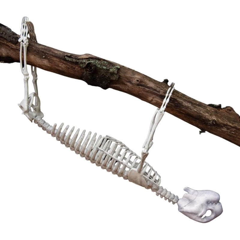 Giant 2 Ft Halloween Sloth Skeleton with Hangable Limbs for Indoor & Outdoor Decor
