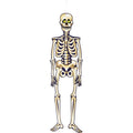 Jointed Skeleton Halloween Hanging Decoration - 35 Inches Spooky Skeleton