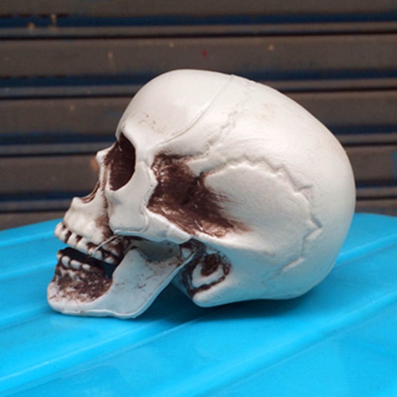 Realistic Halloween Skull Prop - Mini Human Skull Model for Spooky Decorations