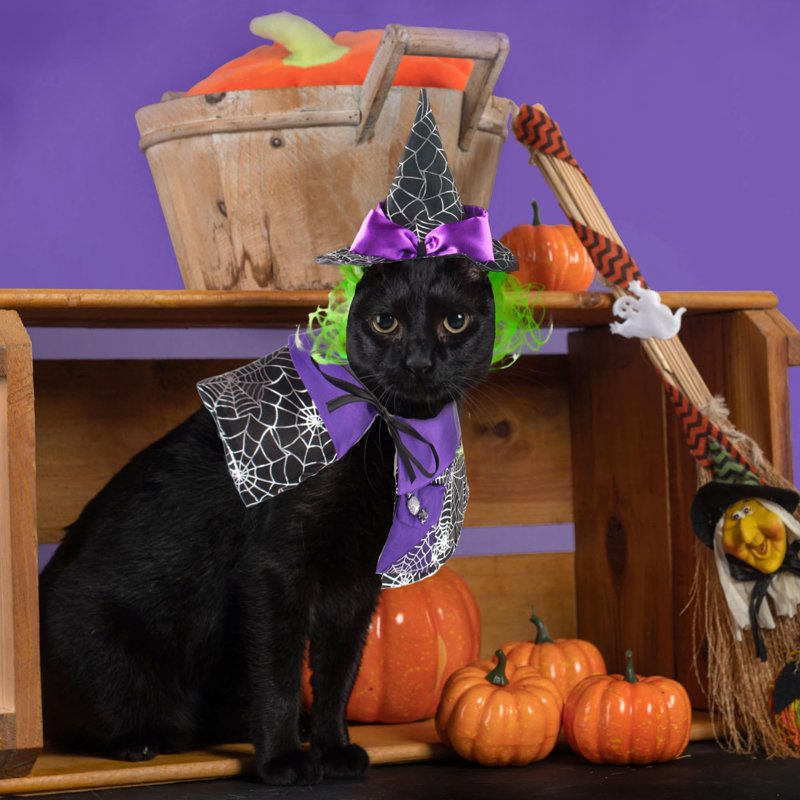 Pet Halloween Costume Witch Cloak & Hat Set for Cats & Dogs - Size L