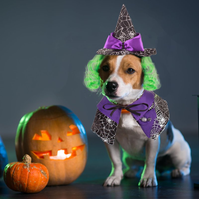 Pet Halloween Costume Witch Cloak & Hat Set for Cats & Dogs - Size L