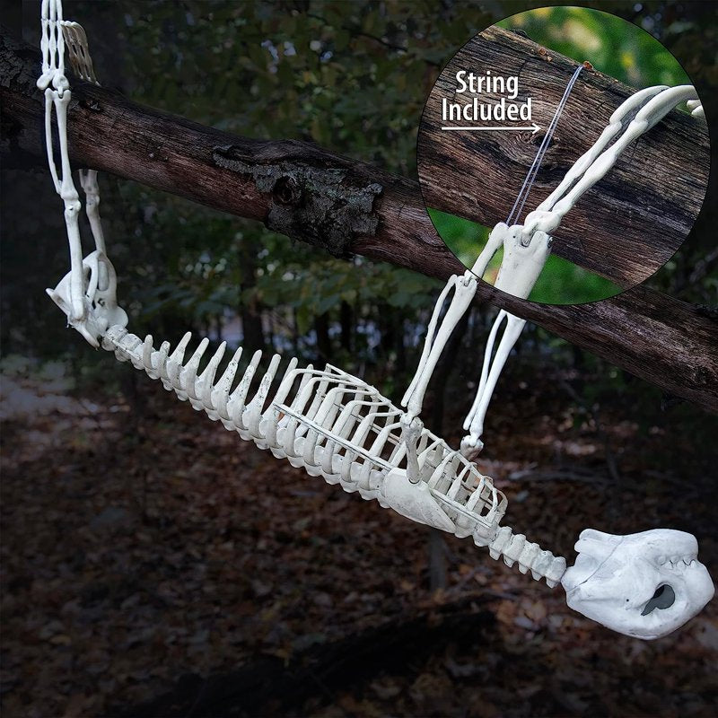 Giant 2 Ft Halloween Sloth Skeleton with Hangable Limbs for Indoor & Outdoor Decor
