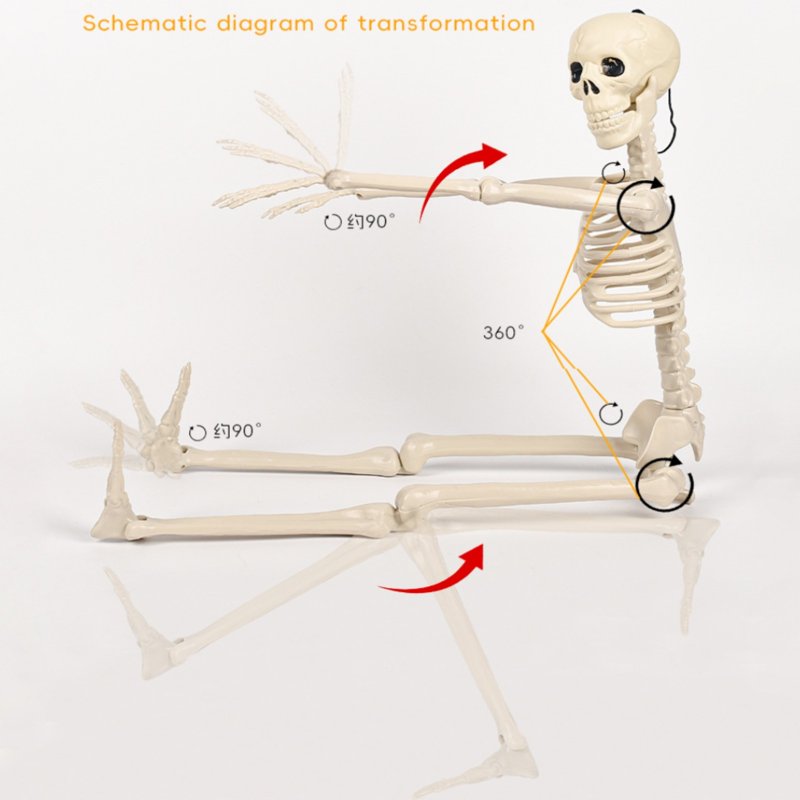 Poseable Plastic Skeleton Model - 35.43in Halloween Decor for Indoor & Outdoor Use